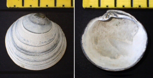 &copy;  Thijs de Boer